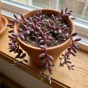 String of Rubies Live Plant – Trailing Succulent Vine – 2 Inch Pot – Indoor Houseplant - Image 4