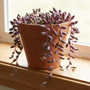 String of Rubies Live Plant – Trailing Succulent Vine – 2 Inch Pot – Indoor Houseplant - Image 5