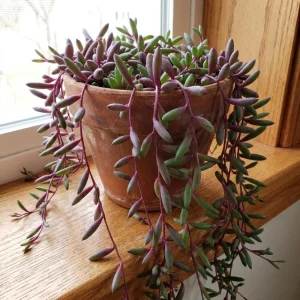 String of Rubies Live Plant – Trailing Succulent Vine – 2 Inch Pot – Indoor Houseplant - Image 6
