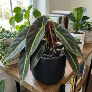 Striped Begonia Live Plant, 4 Inch Pot, Colorful Foliage Houseplant - Image 3