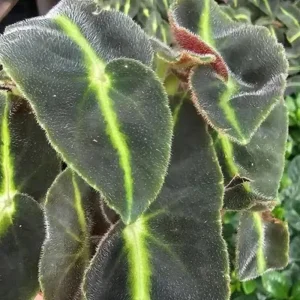 Striped Begonia Live Plant, 4 Inch Pot, Colorful Foliage Houseplant - Image 5