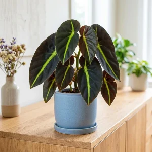 Striped Begonia Live Plant, 4 Inch Pot, Colorful Foliage Houseplant - Image 6
