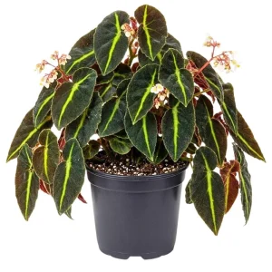 Striped Begonia Live Plant, 4 Inch Pot, Colorful Foliage Houseplant - Image 1