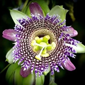 Sweet Granadilla Live Plant - 4in Pot - Tropical Passion Fruit Vine - Image 2