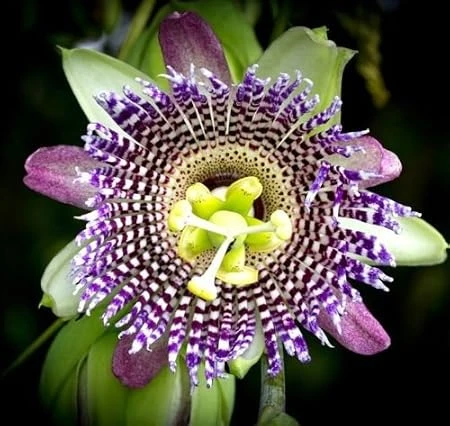 Sweet Granadilla Live Plant - 4in Pot - Tropical Passion Fruit Vine - Image 2