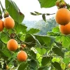 Sweet Granadilla Live Plant - 4in Pot - Tropical Passion Fruit Vine - Image 1