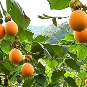 Sweet Granadilla Live Plant - 4in Pot - Tropical Passion Fruit Vine - Image 1