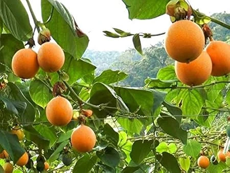 Sweet Granadilla Live Plant - 4in Pot - Tropical Passion Fruit Vine - Image 1