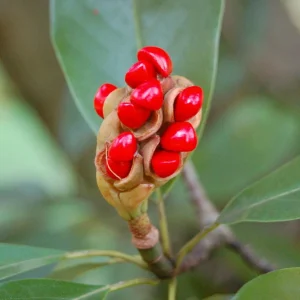 Sweetbay Magnolia - 'Moonglow' - 24 - 30" Tall - Grown in a Trade 1 Gallon Container - Image 2