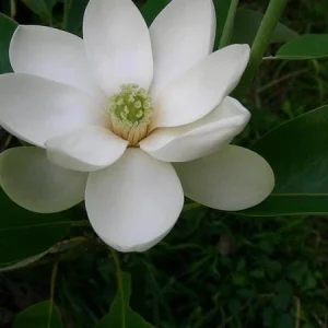 Sweetbay Magnolia - 'Moonglow' - 24 - 30