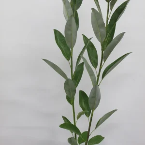 Sweetbay Magnolia - 'Moonglow' - 24 - 30