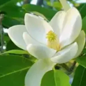 Sweetbay Magnolia Tree Live Plant - 18-24" Tall, 2.5" Pot, Magnolia Virginiana - Image 2