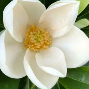 Sweetbay Magnolia Tree Live Plant - 18-24" Tall, 2.5" Pot, Magnolia Virginiana - Image 1