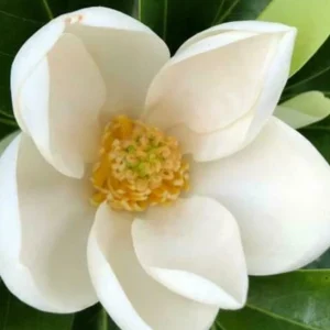 Sweetbay Magnolia Tree Live Plant 2-3 ft Tall - Semi-Evergreen Wetland Shrub - Image 2
