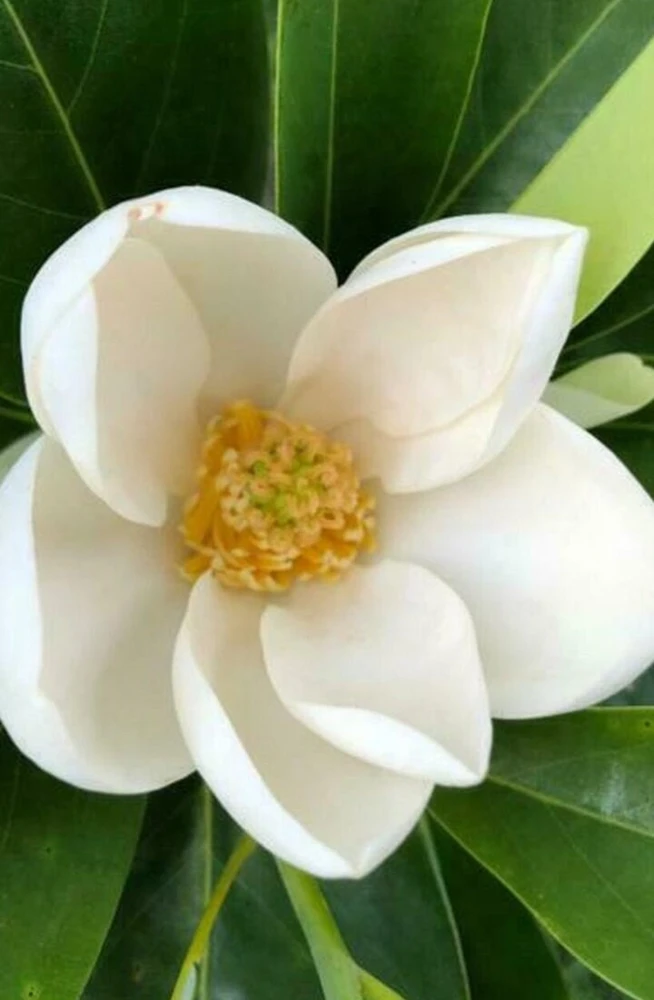 Sweetbay Magnolia Tree Live Plant 2-3 ft Tall - Semi-Evergreen Wetland Shrub - Image 2