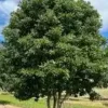 Sweetbay Magnolia Tree Live Plant 2-3 ft Tall - Semi-Evergreen Wetland Shrub - Image 1