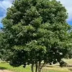 Sweetbay Magnolia Tree Live Plant 2-3 ft Tall - Semi-Evergreen Wetland Shrub - Image 1