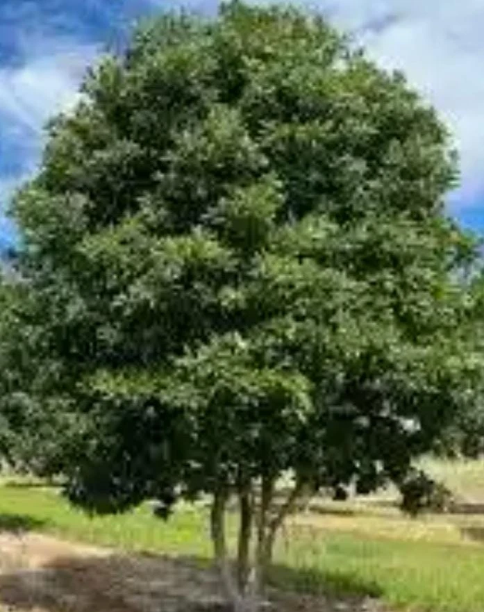 Sweetbay Magnolia Tree Live Plant 2-3 ft Tall - Semi-Evergreen Wetland Shrub - Image 1