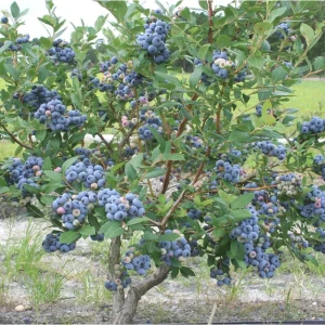 Talisman Blueberry Live Plant - Edible & Fast Growing, 5.25