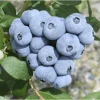 Talisman Blueberry Live Plant - Edible & Fast Growing, 5.25" Pot, Perennial - Image 1