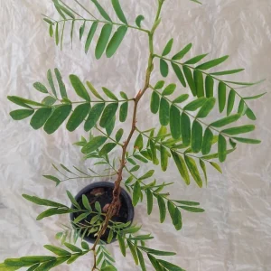 Tamarind Live Plant – 10-12 inches Potted Tropical Fruit Tree - Image 2
