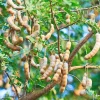 Tamarind Live Plant – 10-12 inches Potted Tropical Fruit Tree - Image 1