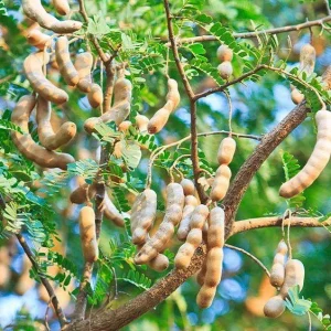 Tamarind Live Plant – 10-12 inches Potted Tropical Fruit Tree - Image 1