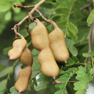 Tamarind Live Plant – 10-12 inches Potted Tropical Fruit Tree - Image 4