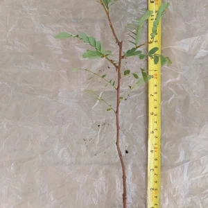 Tamarind Tree Live Plant - 15 Inch Seedling (Tamarindus indica) - Image 3