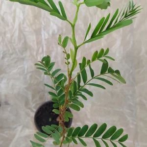 Tamarind Tree Live Plant - 15 Inch Seedling (Tamarindus indica) - Image 4