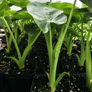 Taro Plant Live Starter - Edible Colocasia Esculenta - 2.5 inch Pot - Image 1
