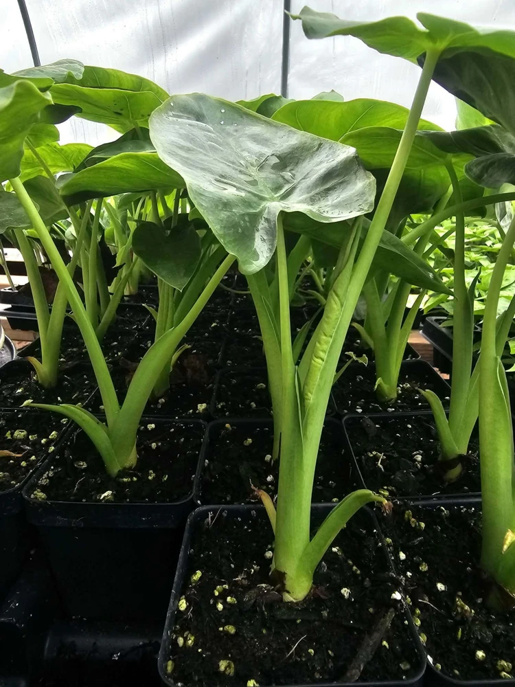 Taro Plant Live Starter - Edible Colocasia Esculenta - 2.5 inch Pot - Image 1