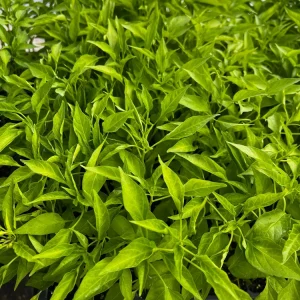Thai Dragon Cluster Chili Pepper - 4 Live Seedlings - Compact & Productive - Image 2