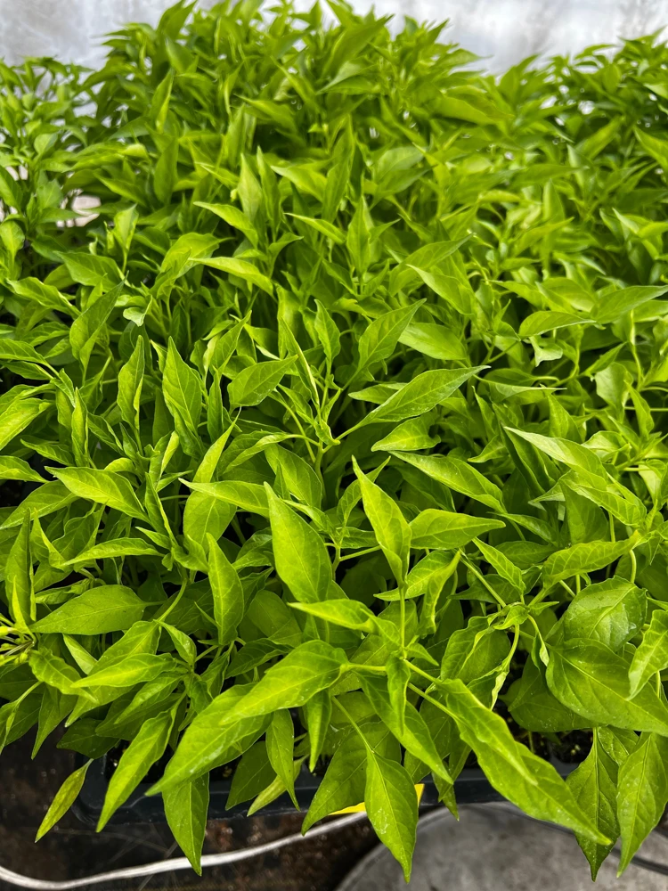 Thai Dragon Cluster Chili Pepper - 4 Live Seedlings - Compact & Productive - Image 2