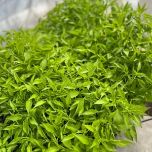 Thai Dragon Cluster Chili Pepper - 4 Live Seedlings - Compact & Productive - Image 3
