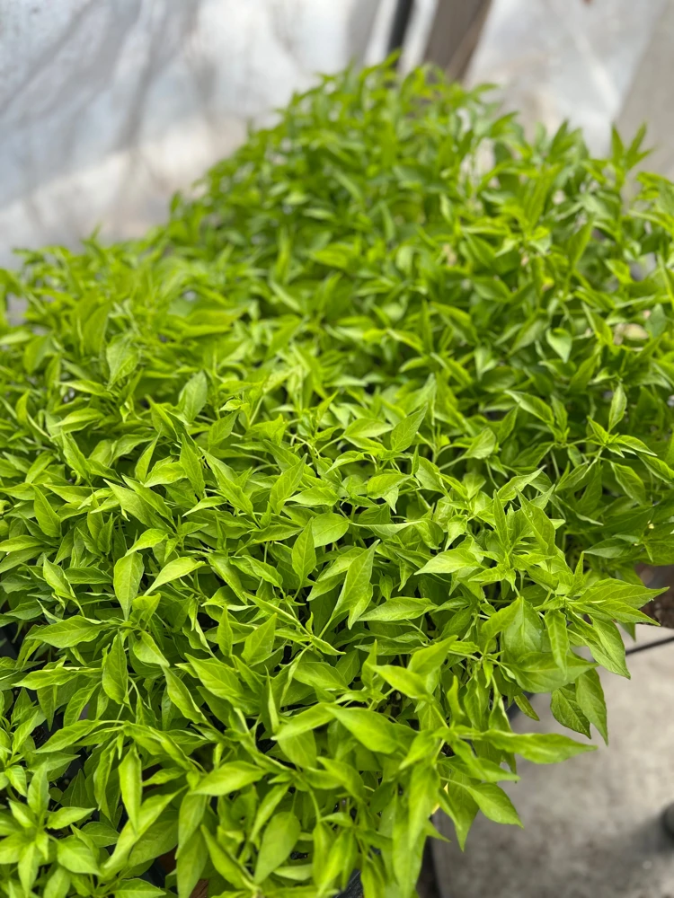 Thai Dragon Cluster Chili Pepper - 4 Live Seedlings - Compact & Productive - Image 3