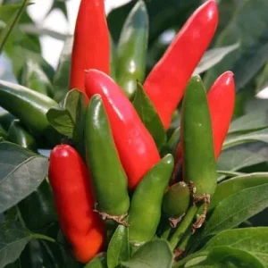 Thai Dragon Cluster Chili Pepper - 4 Live Seedlings - Compact & Productive - Image 4
