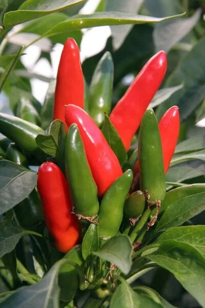 Thai Dragon Cluster Chili Pepper - 4 Live Seedlings - Compact & Productive - Image 4
