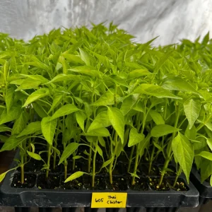 Thai Dragon Cluster Chili Pepper - 4 Live Seedlings - Compact & Productive - Image 1