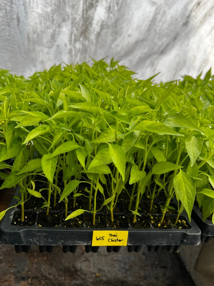 Thai Dragon Cluster Chili Pepper - 4 Live Seedlings - Compact & Productive - Image 1