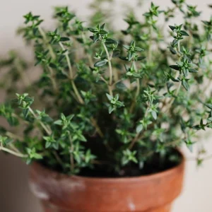 Thyme Live Herb Plant – 5-7 Inches Tall in 3.5 Inch Pot – Indoor/Outdoor - Image 2