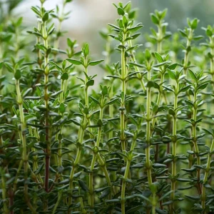 Thyme Live Herb Plant – 5-7 Inches Tall in 3.5 Inch Pot – Indoor/Outdoor - Image 3