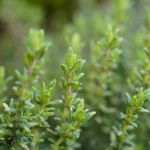 Thyme Live Herb Plant – 5-7 Inches Tall in 3.5 Inch Pot – Indoor/Outdoor - Image 4