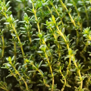 Thyme Live Herb Plant – 5-7 Inches Tall in 3.5 Inch Pot – Indoor/Outdoor - Image 5