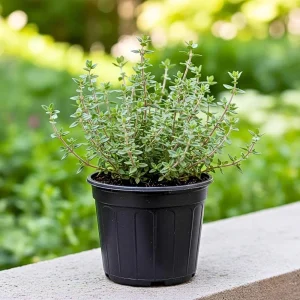 Thyme Live Herb Plant – 5-7 Inches Tall in 3.5 Inch Pot – Indoor/Outdoor - Image 1