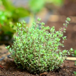 Thyme Live Herb Plant – 5-7 Inches Tall in 3.5 Inch Pot – Indoor/Outdoor - Image 6