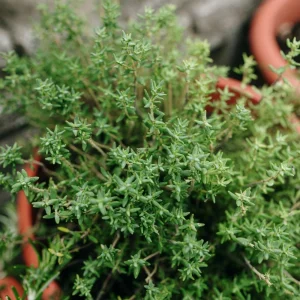 Thyme Live Herb Plant – 5-7 Inches Tall in 3.5 Inch Pot – Indoor/Outdoor - Image 7