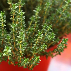 Thyme Live Herb Plant – 5-7 Inches Tall in 3.5 Inch Pot – Indoor/Outdoor - Image 8