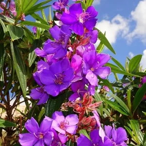 Tibouchina Live Plant – 4 inch Pot – Vibrant Purple Blooms – Outdoor - Image 2