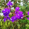 Tibouchina Live Plant – 4 inch Pot – Vibrant Purple Blooms – Outdoor - Image 1